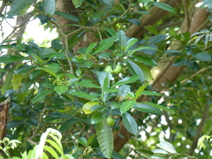 Tabernaemontana alba