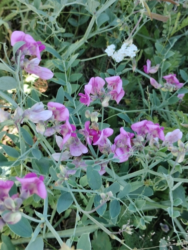 Lathyrus cirrhosus, photograph 1