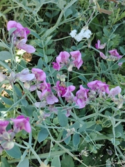 Lathyrus cirrhosus, photograph (c) Nico Hernandez, some rights reserved (CC BY)