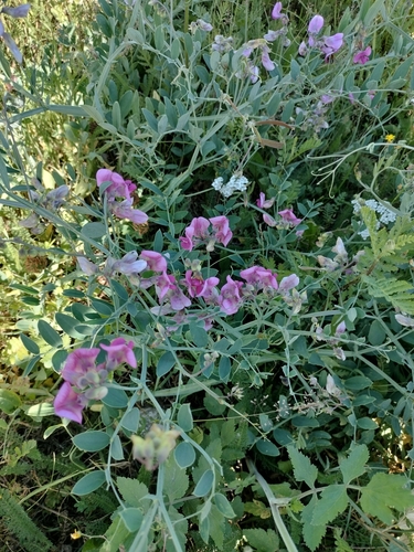 Image of Lathyrus cirrhosus by (c) Nico Hernandez, some rights reserved (CC BY)