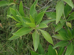 Myoporum bontioides