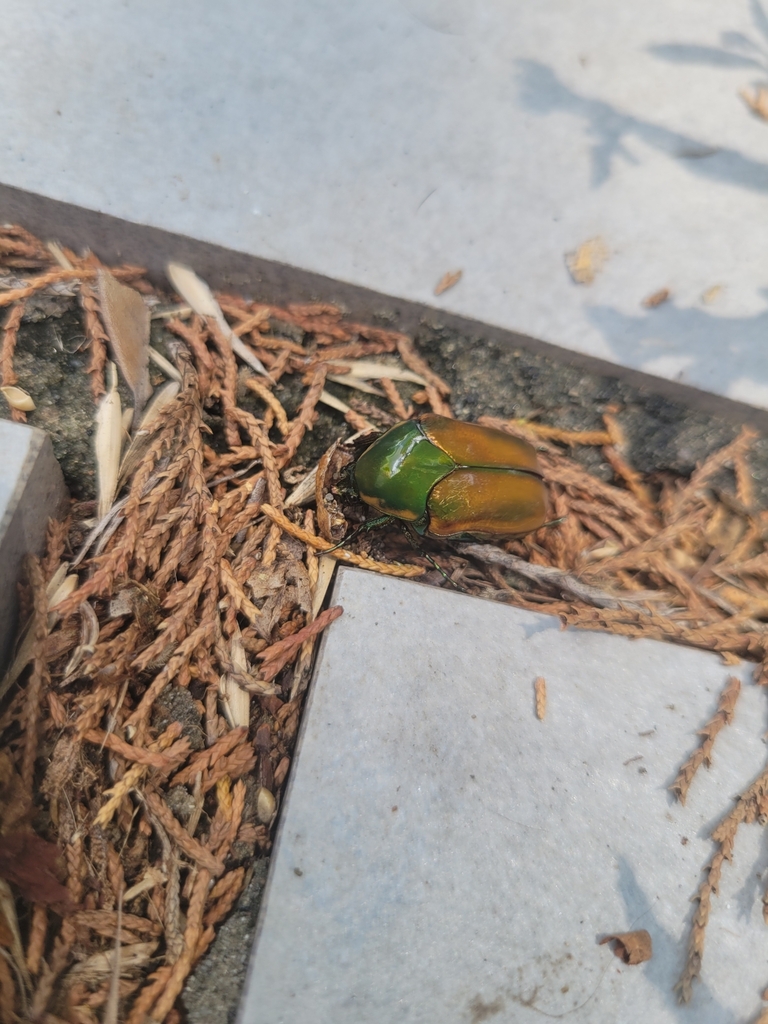 Common green june beetle from white rock hills dallas tx 75228 usa