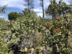 Ceanothus jepsonii albiflorus