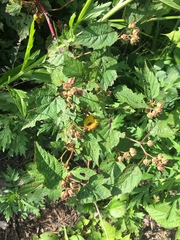 Rubus crataegifolius