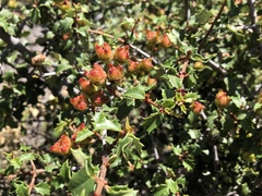 Ceanothus jepsonii albiflorus