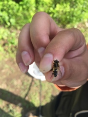 Helophilus eristaloidea