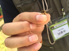 Helophilus eristaloidea