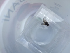 Helophilus eristaloidea