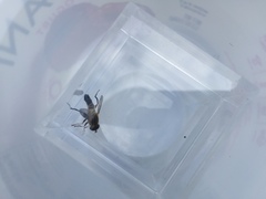 Helophilus eristaloidea