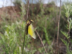 Libelloides sibiricus