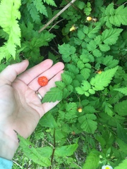 Rubus pungens oldhamii