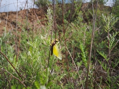 Libelloides sibiricus