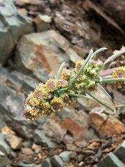 Artemisia furcata