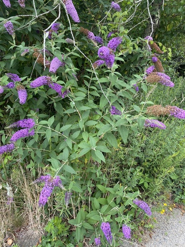 Buddleja davidii