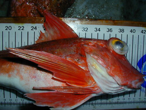Engelse poon (Chelidonichthys cuculus) — Triglidae — 2