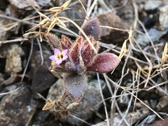 Collomia diversifolia