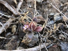 Collomia diversifolia