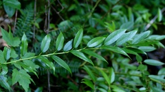 Leucothoe