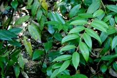 Leucothoe