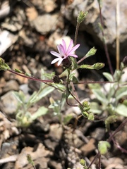 Lessingia ramulosa