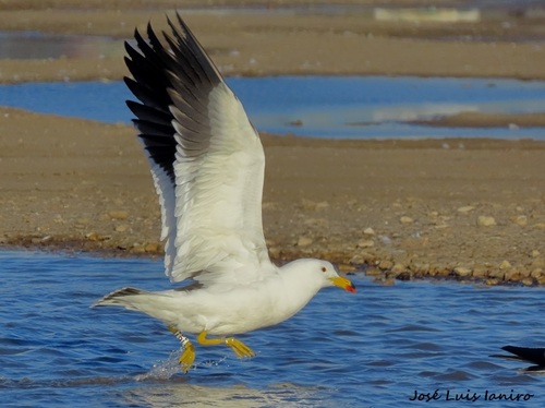 Olrog’s Gull｜奥氏鸥 参考照片