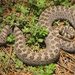 Western Twin Spotted Rattlesnake - Photo (c) juancruzado, some rights reserved (CC BY-SA), uploaded by Juan Cruzado Cortés