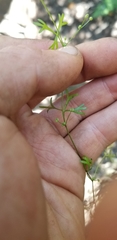 Apiastrum angustifolium