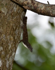 Anolis homolechis