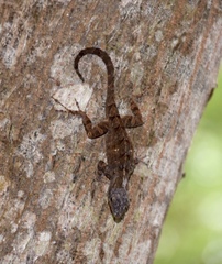 Anolis homolechis