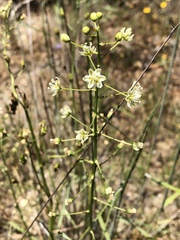 Toxicoscordion micranthum