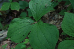 Trillium vaseyi