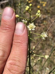 Toxicoscordion micranthum