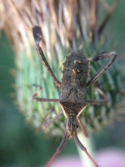 Leptoglossus oppositus