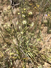 Toxicoscordion micranthum