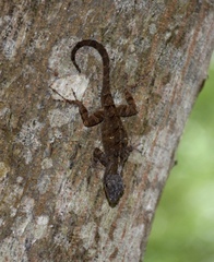 Anolis homolechis