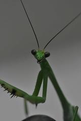 Stagmatoptera septentrionalis