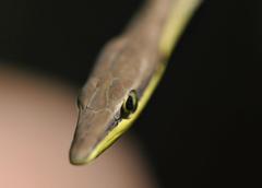 Oxybelis rutherfordi