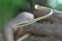 Oxybelis rutherfordi