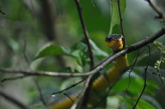 Chironius carinatus