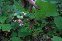 Trillium vaseyi