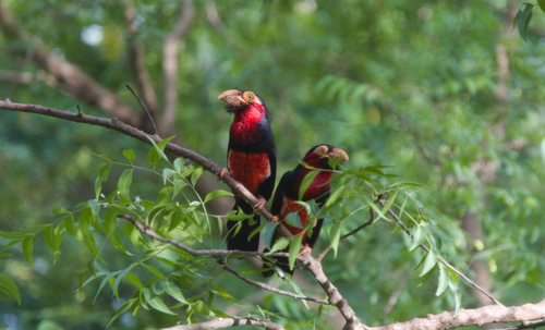Bearded Barbet