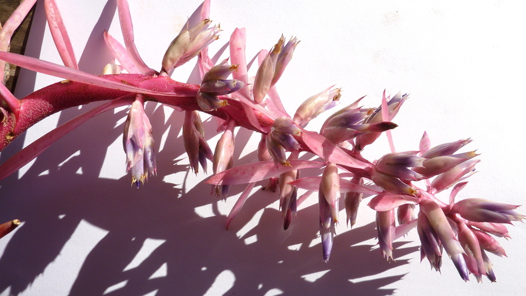 Aechmea marauensis