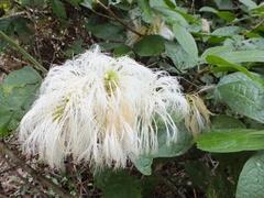 Pithecellobium johansenii