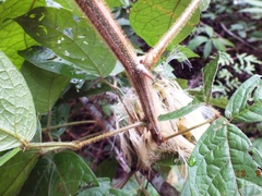 Pithecellobium johansenii