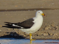 Olrog's Gull photo 3