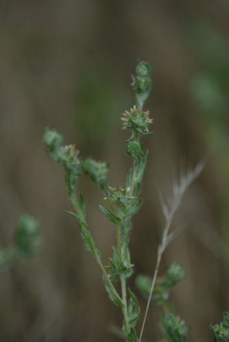 Image of Filago lutescens by (c) C. Oppermann, some rights reserved (CC BY-SA)