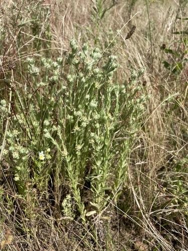 Image of Filago lutescens by (c) C. Oppermann, some rights reserved (CC BY-SA)