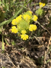 Castilleja rubicundula lithospermoides