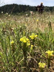Castilleja rubicundula lithospermoides