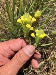 Castilleja rubicundula lithospermoides